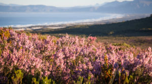 Grootbos