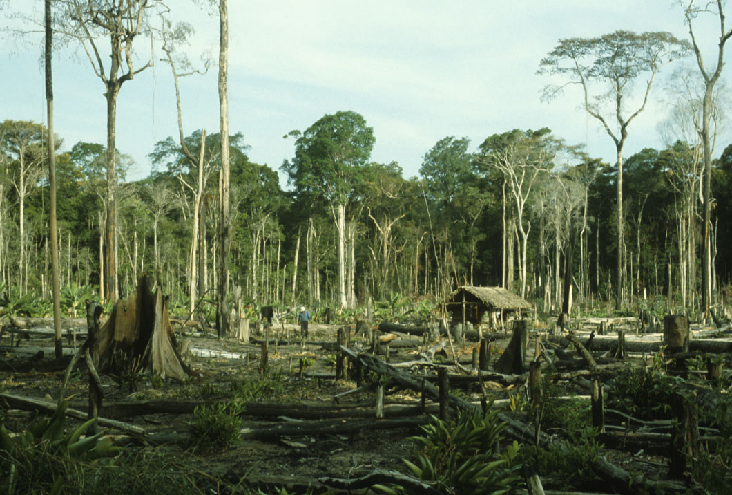 Tropical forests - Center for Environmental and Resource Economic Policy